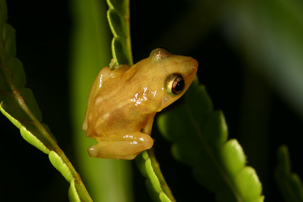 Sapo Coquí, típico do Porto Rico